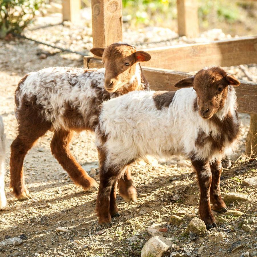 Kamihis Farm House Experience Zaros Bagian luar foto